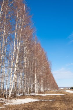 Bahar Orman, solmuş çimen, son kar, sp sıcak