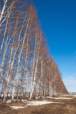 Bahar Orman, solmuş çimen, son kar, sp sıcak