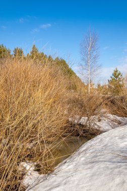 Bahar Orman, solmuş çimen, son kar, sp sıcak