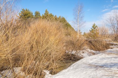 Bahar Orman, solmuş çimen, son kar, sp sıcak