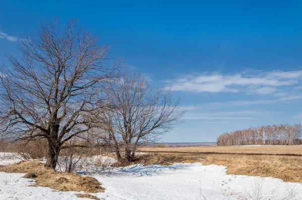 Primavera nella foresta, l'erba appassita, l'ultima neve, caldo sp — Foto Stock