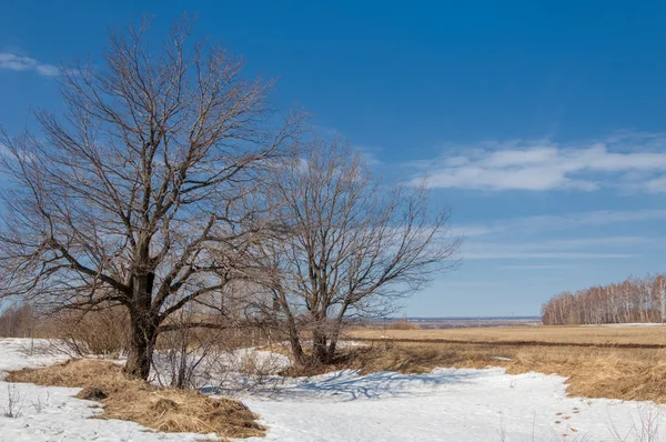 Frühling im Wald, das Gras verdorrt, der letzte Schnee, warm sp — Stockfoto