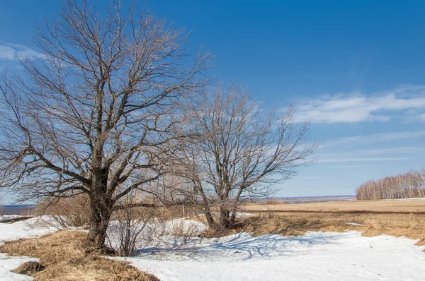 Primavera nella foresta, l'erba appassita, l'ultima neve, caldo sp — Foto Stock