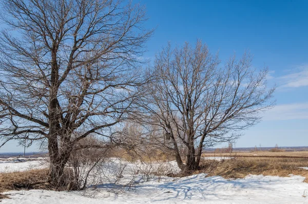 Frühling im Wald, das Gras verdorrt, der letzte Schnee, warm sp — Stockfoto