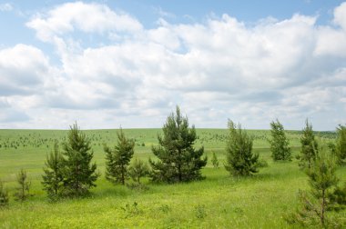 Yaz çam huş harika manzara