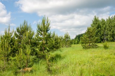 Yaz çam huş harika manzara
