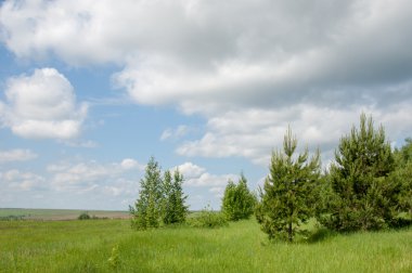 Yaz çam huş harika manzara