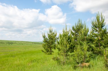 Yaz çam huş harika manzara