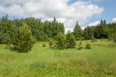 Yaz çam huş harika manzara