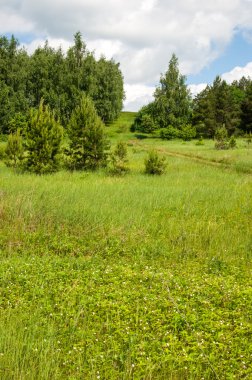 Yaz çam huş harika manzara