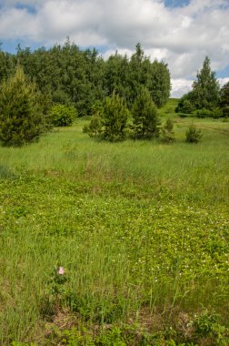 Yaz çam huş harika manzara