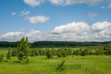 Yaz çam huş harika manzara