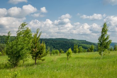Yaz çam huş harika manzara