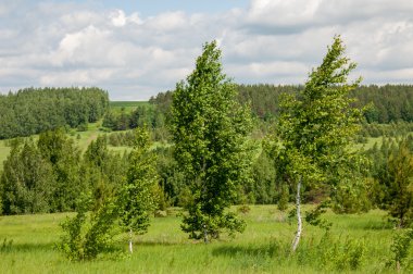 Yaz çam huş harika manzara
