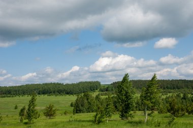 Yaz çam huş harika manzara