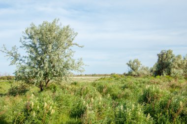 Yaz bozkır. Meyan kökü çiçekler. iğde veya iğde,