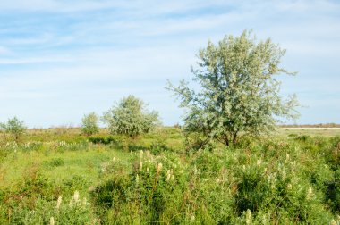 Yaz bozkır. Meyan kökü çiçekler. iğde veya iğde,