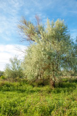 Yaz bozkır. Meyan kökü çiçekler. iğde veya iğde,