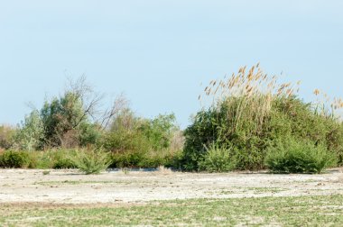 Bozkır yazın. Tuzlu toprak erozyonu. Reed