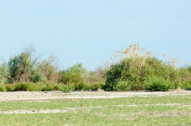 Bozkır yazın. Tuzlu toprak erozyonu. Reed