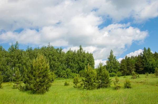Summer pine birch great landscape — Stock Photo, Image