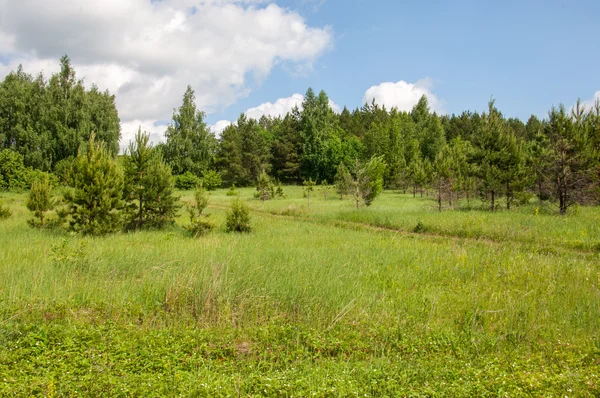 Zomer pine berk groot landschap — Stockfoto