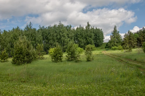 Summer pine birch great landscape — Stock Photo, Image