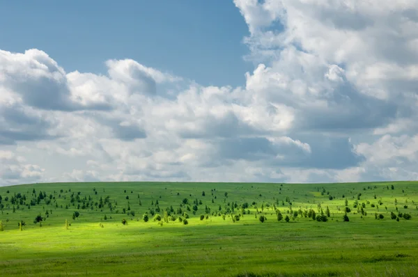 Letní borovice bříza skvělá krajina — Stock fotografie