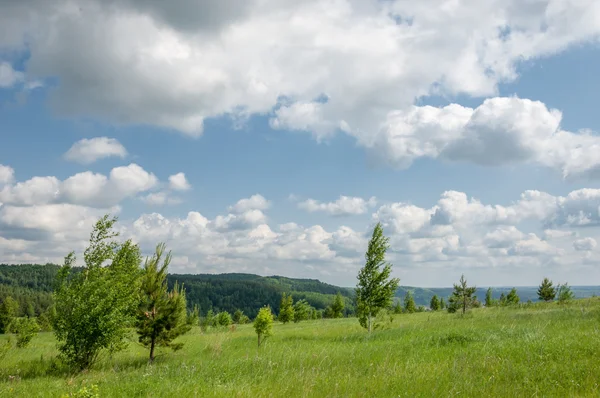 Summer pine birch great landscape — Stock Photo, Image