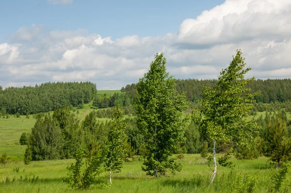 Summer pine birch great landscape — Stock Photo, Image