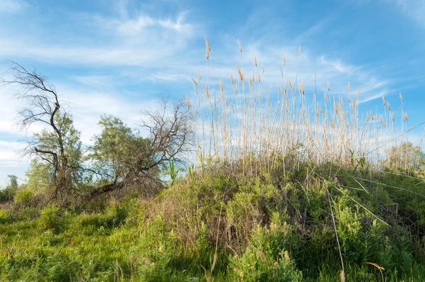 Zomer steppe. Zoethout bloemen. silverberry of oleaster, — Stockfoto