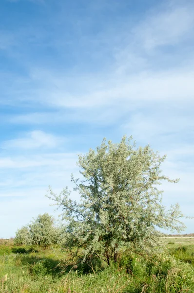 Lato stepu. Lukrecja kwiaty. silverberry lub oleaster, — Zdjęcie stockowe