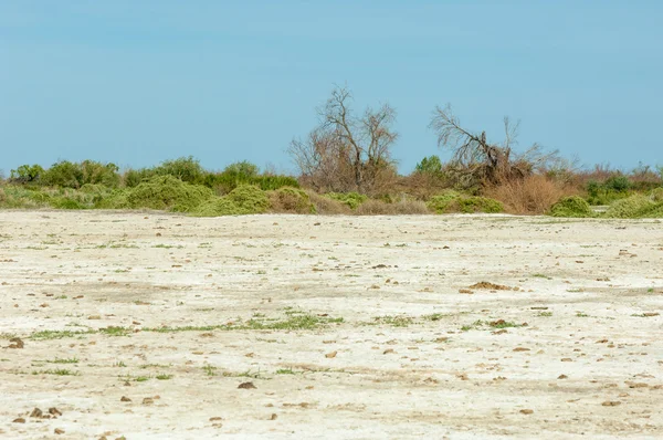 L'été dans la steppe. érosion saline du sol. roseau — Photo