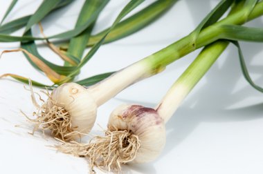 sarımsak. Sarımsak yaprak kök üzerinde olgunlaşmış değil. bir lezzet yemek ve bitkisel ilaç olarak kullanılan bir güçlü kokulu keskin tatma ampul,.