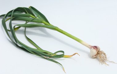 sarımsak. Sarımsak yaprak kök üzerinde olgunlaşmış değil. bir lezzet yemek ve bitkisel ilaç olarak kullanılan bir güçlü kokulu keskin tatma ampul,.