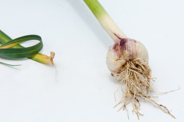 sarımsak. Sarımsak yaprak kök üzerinde olgunlaşmış değil. bir lezzet yemek ve bitkisel ilaç olarak kullanılan bir güçlü kokulu keskin tatma ampul,.