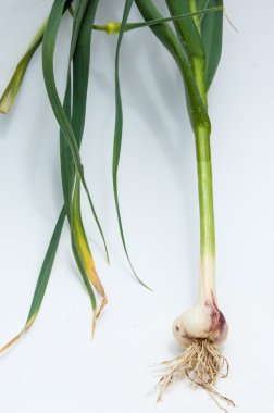 sarımsak. Sarımsak yaprak kök üzerinde olgunlaşmış değil. bir lezzet yemek ve bitkisel ilaç olarak kullanılan bir güçlü kokulu keskin tatma ampul,.