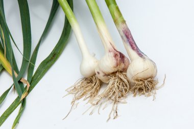 sarımsak. Sarımsak yaprak kök üzerinde olgunlaşmış değil. bir lezzet yemek ve bitkisel ilaç olarak kullanılan bir güçlü kokulu keskin tatma ampul,.