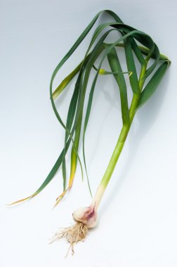 sarımsak. Sarımsak yaprak kök üzerinde olgunlaşmış değil. bir lezzet yemek ve bitkisel ilaç olarak kullanılan bir güçlü kokulu keskin tatma ampul,.