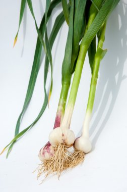 sarımsak. Sarımsak yaprak kök üzerinde olgunlaşmış değil. bir lezzet yemek ve bitkisel ilaç olarak kullanılan bir güçlü kokulu keskin tatma ampul,.