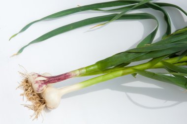 sarımsak. Sarımsak yaprak kök üzerinde olgunlaşmış değil. bir lezzet yemek ve bitkisel ilaç olarak kullanılan bir güçlü kokulu keskin tatma ampul,.