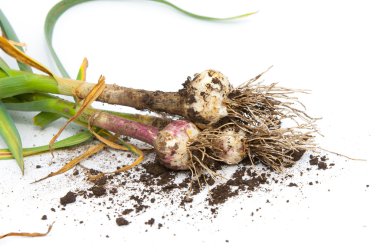 sarımsak. Sarımsak yaprak kök üzerinde olgunlaşmış değil. bir lezzet yemek ve bitkisel ilaç olarak kullanılan bir güçlü kokulu keskin tatma ampul,.