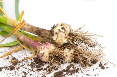sarımsak. Sarımsak yaprak kök üzerinde olgunlaşmış değil. bir lezzet yemek ve bitkisel ilaç olarak kullanılan bir güçlü kokulu keskin tatma ampul,.