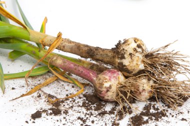 sarımsak. Sarımsak yaprak kök üzerinde olgunlaşmış değil. bir lezzet yemek ve bitkisel ilaç olarak kullanılan bir güçlü kokulu keskin tatma ampul,.