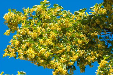 Çiçekler kireç. ayrıntı çiçek açması kireç çiçek