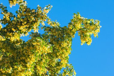 Çiçekler kireç. ayrıntı çiçek açması kireç çiçek