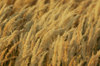 Doku sarı çim, salkım. bir çok yıllık bitki. gevşek, dallanma küme çiçek,