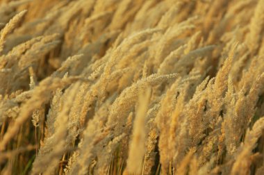 Doku sarı çim, salkım. bir çok yıllık bitki. gevşek, dallanma küme çiçek,