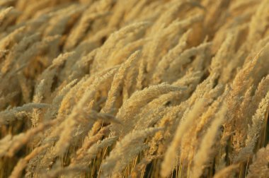 Doku sarı çim, salkım. bir çok yıllık bitki. gevşek, dallanma küme çiçek,