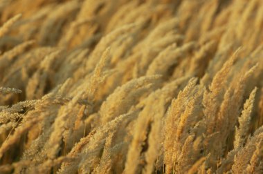 Doku sarı çim, salkım. bir çok yıllık bitki. gevşek, dallanma küme çiçek,